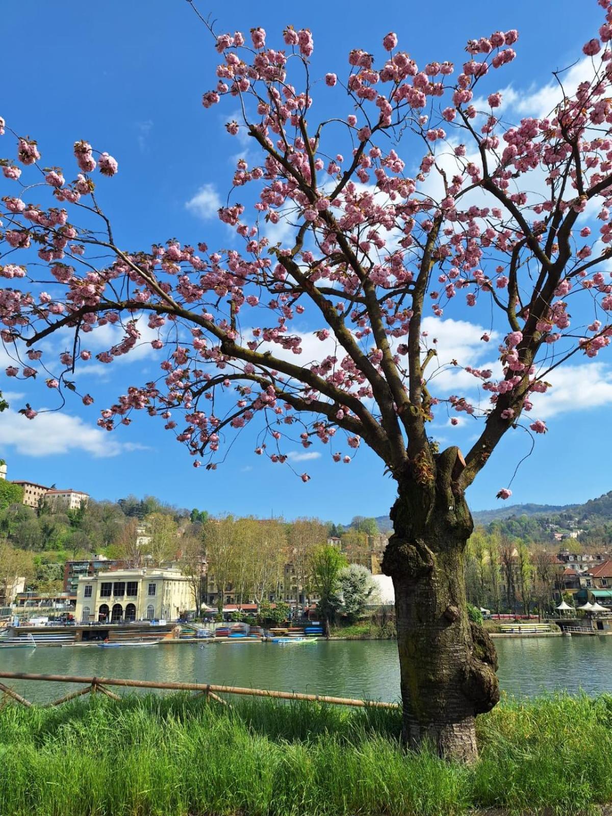 Casa Salvia Daire Torino Dış mekan fotoğraf